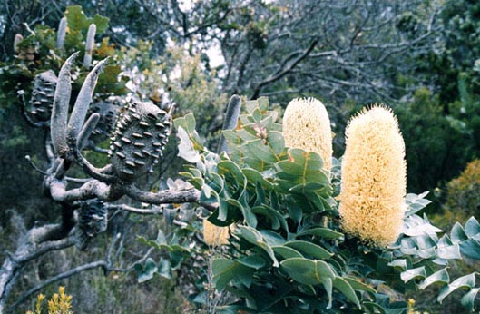 Banksia.