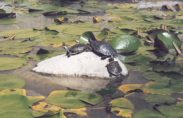 Schmuckschildkröten.